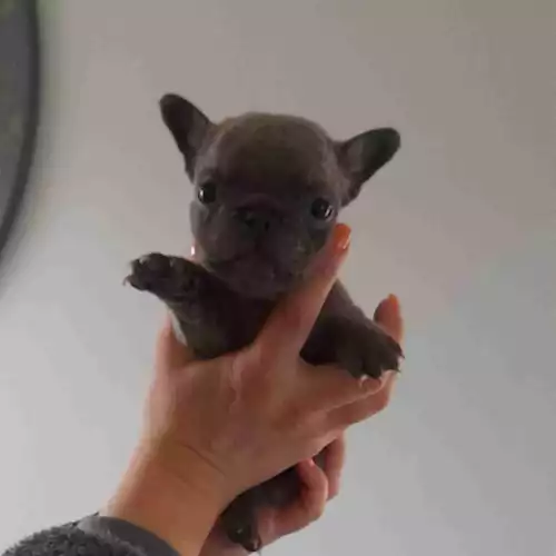 French Bulldog Dog For Sale in Rothwell Haigh, West Yorkshire