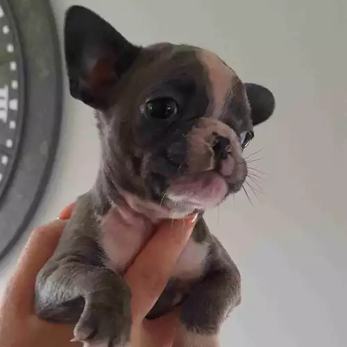 French Bulldog Dog For Sale in Rothwell Haigh, West Yorkshire