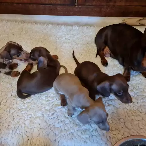 Miniature Dachshund Dog For Sale in Emsworth, Hampshire, England
