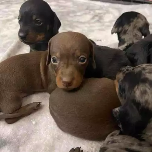 Dachshund Dog For Sale in Whitwick, Leicestershire