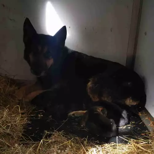 German Shepherd Dog For Sale in Scunthorpe, Lincolnshire