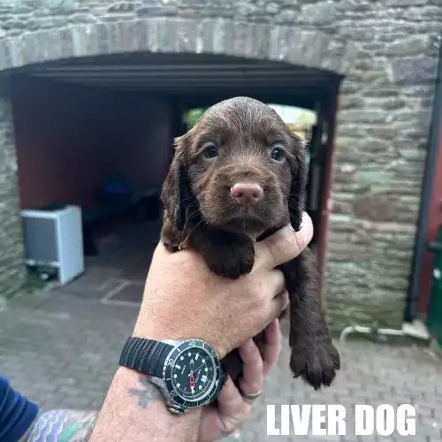Cocker Spaniel Dog For Sale in Brecon / Aberhonddu, Powys, Wales