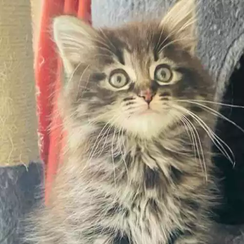 Norwegian Forest Cat Cat For Sale in London, Greater London