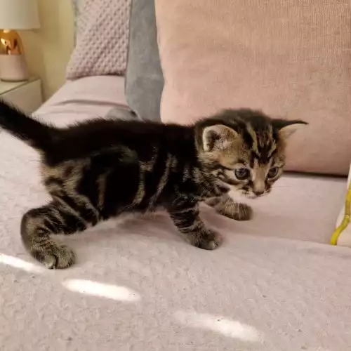 Domestic Shorthair Cat For Sale in Poole, Dorset, England