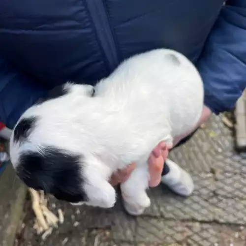 English Springer Spaniel Dog For Sale in Burwarton, Shropshire