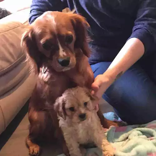 Cavapoo Dog For Sale in Worcester, Worcestershire