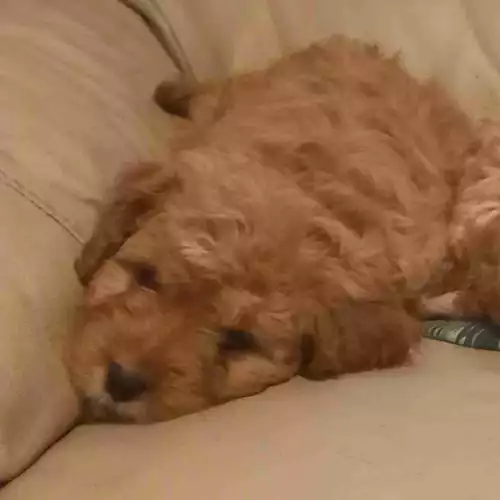 Cavapoo Dog For Sale in Worcester, Worcestershire