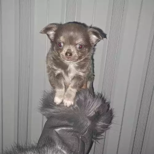 Chihuahua Dog For Sale in Dartford, Kent, England