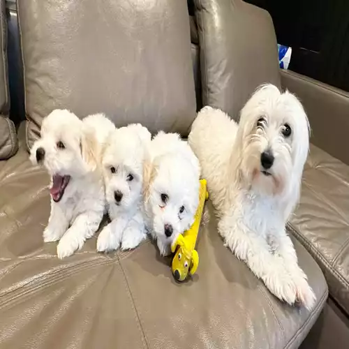 Coton De Tulear Dog For Sale in London, Greater London