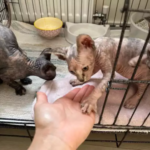 Sphynx Cat For Sale in Crawley, West Sussex, England