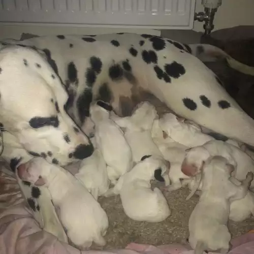 Dalmatian Dog For Sale in Manchester, Greater Manchester, England