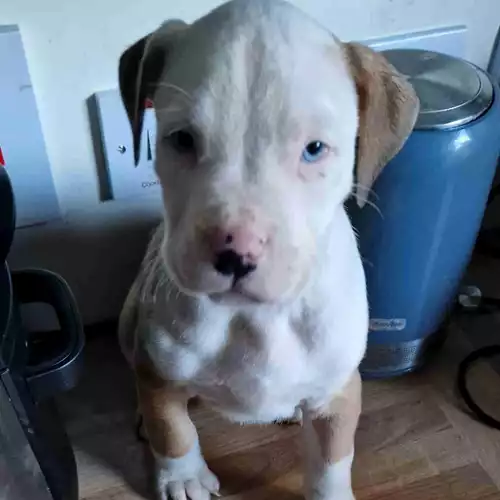 American Bully Dog For Sale in Belfast, County Antrim