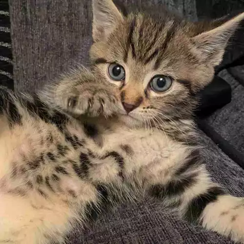 Domestic Shorthair Cat For Sale in Cranfield, Bedfordshire