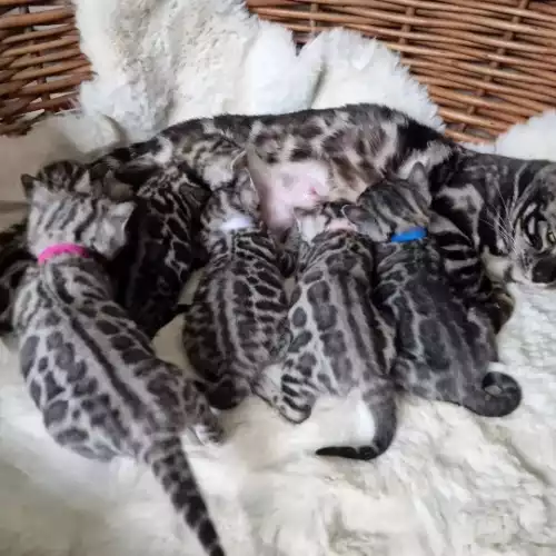 Bengal Cat For Sale in Congleton, Cheshire, England