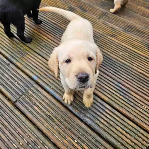 Labrador Retriever Dog For Sale in Bolton, Greater Manchester