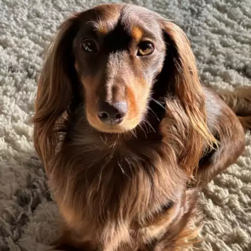 Dachshund Dog For Stud in Stotfold, Bedfordshire