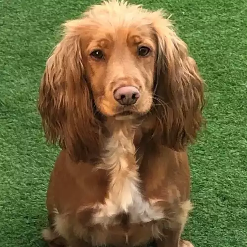 Cocker Spaniel Dog For Sale in Preston, Lancashire, England