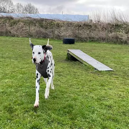 Dalmatian Dog For Sale in Eaton Bray, Bedfordshire