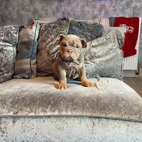 English Bulldog Dog For Sale in Wigan, Greater Manchester