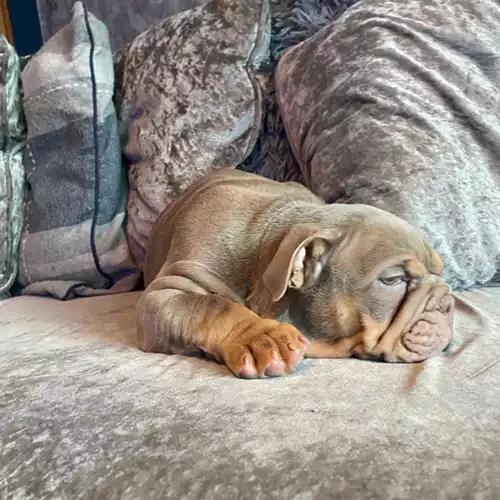 English Bulldog Dog For Sale in Wigan, Greater Manchester