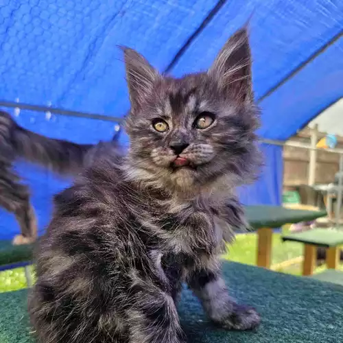 Maine Coon Cat For Sale in Basildon, Essex