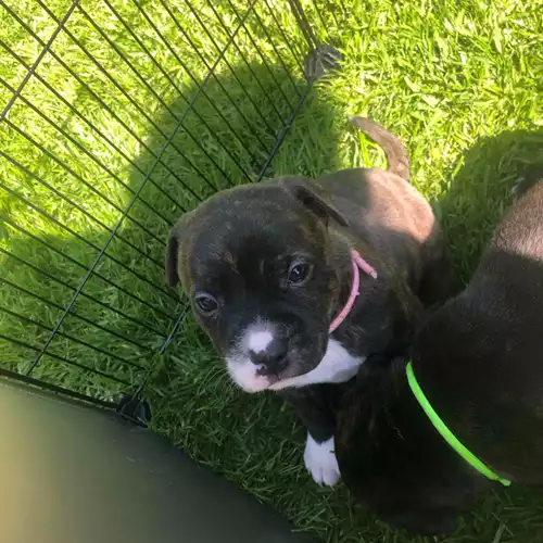 Staffordshire Bull Terrier Dog For Sale in Lincoln, Lincolnshire