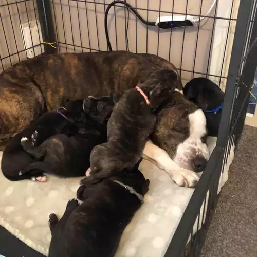 Staffordshire Bull Terrier Dog For Sale in Lincoln, Lincolnshire