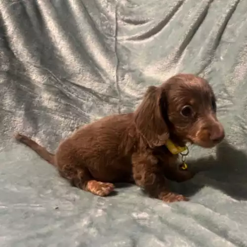 Dachshund Dog For Sale in Walsall, West Midlands, England