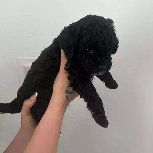 Poochon Dog For Sale in Stoke-on-Trent, Staffordshire
