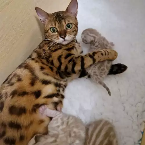 Bengal Cat For Sale in Leicester, Leicestershire, England