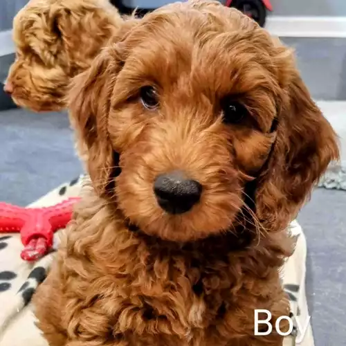 Cockapoo Dog For Sale in Bradford, West Yorkshire, England