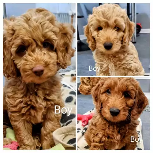 Cockapoo Dog For Sale in Bradford, West Yorkshire, England