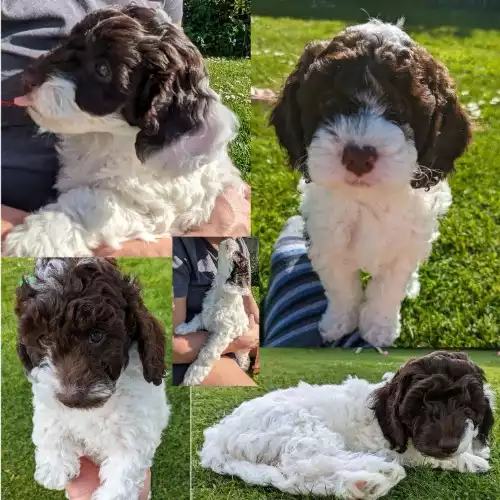 Cockapoo Dog For Sale in Chichester, West Sussex, England