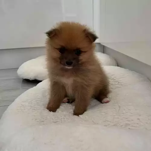 Pomeranian Dog For Sale in Polegate, East Sussex
