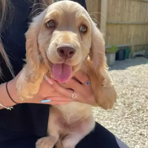 Cocker Spaniel Dog For Sale in Bexhill-on-Sea, East Sussex, England