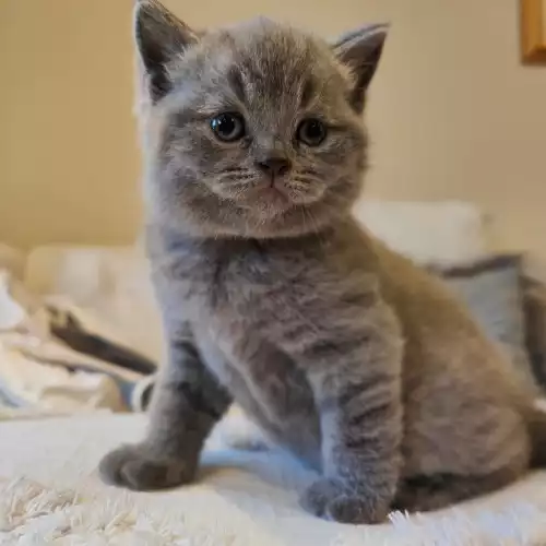 British Shorthair Cat For Sale in Benson, Oxfordshire, England