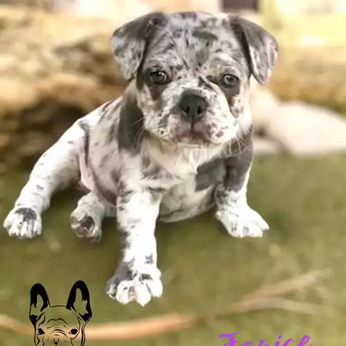 French Bulldog Dog For Sale in St Leonards-on-Sea, East Sussex