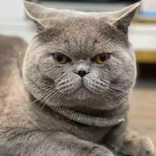 British Shorthair Cat For Stud in Hounslow West, Greater London, England