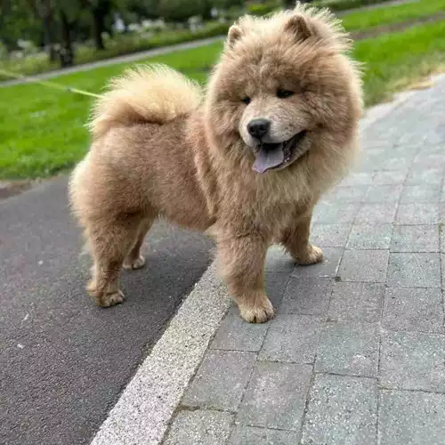 Chow Chow Dog For Stud in Doncaster, South Yorkshire