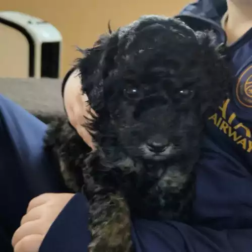 Toy Poodle Dog For Sale in Southampton, Hampshire
