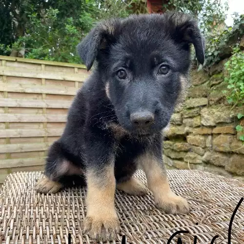 German Shepherd Dog For Sale in Northampton, Northamptonshire, England