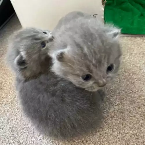 Scottish Fold Cat For Sale in Hatch End, Greater London, England