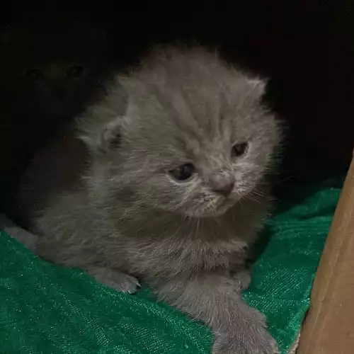Scottish Fold Cat For Sale in Hatch End, Greater London, England