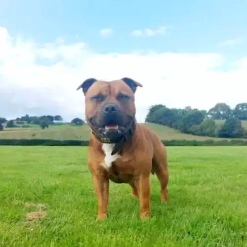 Staffordshire Bull Terrier Dog For Stud in Wolverhampton, West Midlands, England