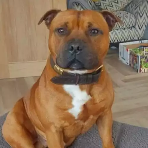 Staffordshire Bull Terrier Dog For Stud in Wolverhampton, West Midlands, England