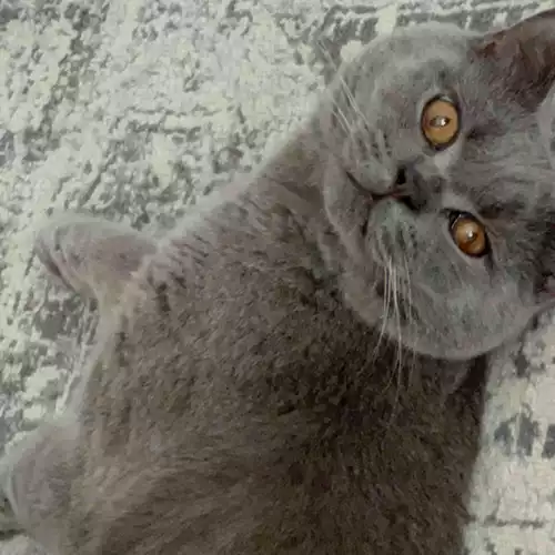 British Shorthair Cat For Adoption in Stourbridge, West Midlands