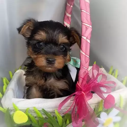 Yorkshire Terrier Dog For Sale in Armagh, County Armagh, Northern Ireland