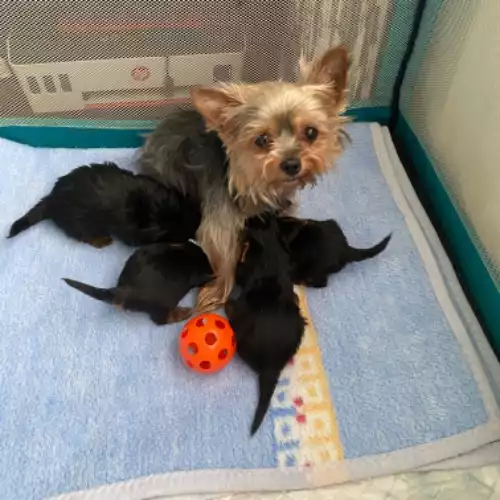 Yorkshire Terrier Dog For Sale in Armagh, County Armagh, Northern Ireland