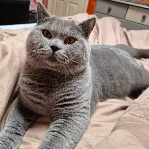 British Shorthair Cat For Stud in South Wimbledon, Greater London, England