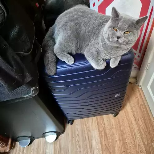 British Shorthair Cat For Stud in South Wimbledon, Greater London, England
